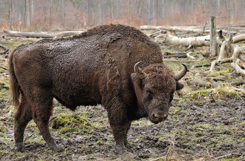 800px-Bison_bonasus_Linnaeus_1758