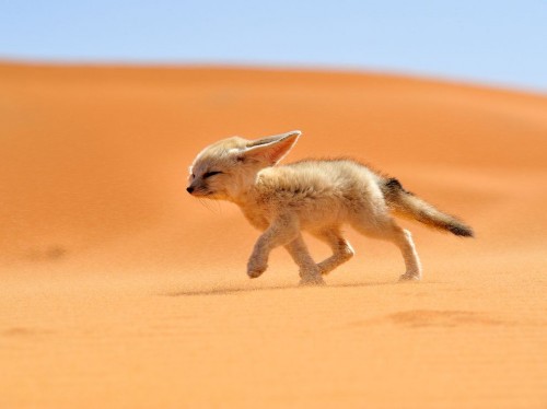 fennec-fox-morocco_68263_990x742